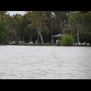 Pelikane